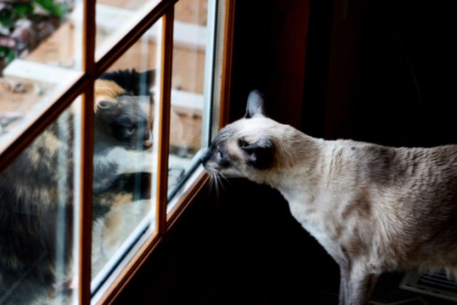 W czasie rui kotki trudno czasem uniknąć odwiedzin kocurów z sąsiedztwa.